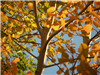 Blue Sky Showing Through Thick Yellow and Orange Tree Leaves