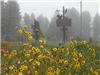 Bright Yellow Flowers on a Foggy Day, Nature Center Sign in Background