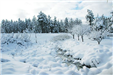 Frozen Creek and Snowy Trees and Landscape