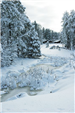 Frozen Creek and Snow-Covered Trees