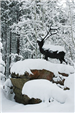 Statue of an Elk Covered in Snow, Surrounded by Trees