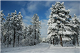 Road Flanked by Tall Snow-Covered Trees