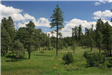 Green Meadow and Trees Under Blue Sky