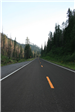 Looking Down the Highway, Tall Trees on Either Side