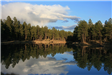 Tall Slender Trees Mirrored in Lake