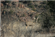 Deer Partially Concealed by Brush