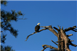 Bald Eagle Perched on Tree Branch