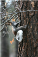 Squirrel with Tufted Ears Climbing Tree