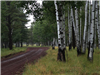 Muddy Dirt Road Flanked by Tall Trees