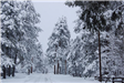 Looking Down a Snowy Road Flanked with Tall, Snow-Covered Trees