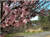 Pink Blossoms Blooming on a Tree