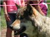Brown Wolf's Face with People in Background
