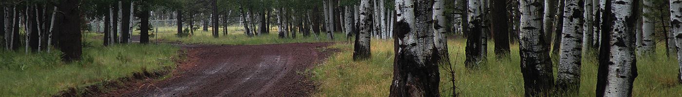 Muddy Trail Winding Between Trees