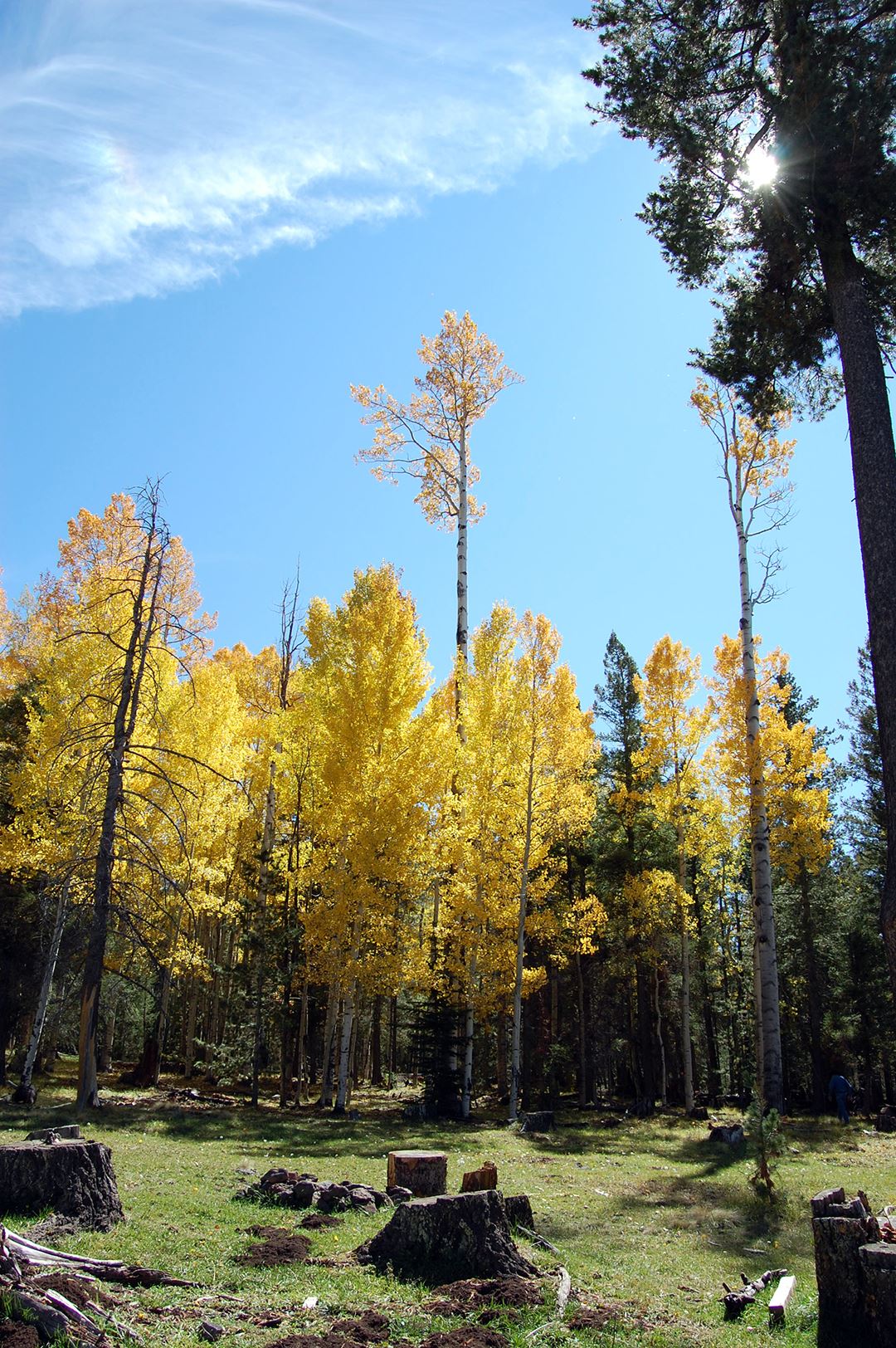 Clearing of Tree Stumps with Tall Yellow and Green Trees Behind