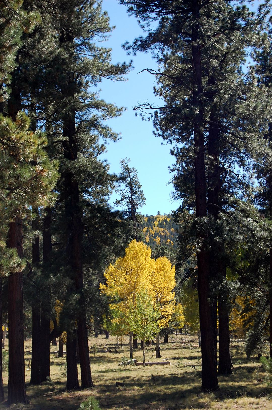 Small Yellow-Leaved Trees Surrounded by Tall Fir Trees