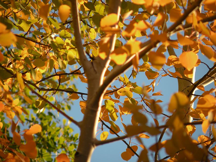 Blue Sky Showing Through Thick Yellow and Orange Tree Leaves