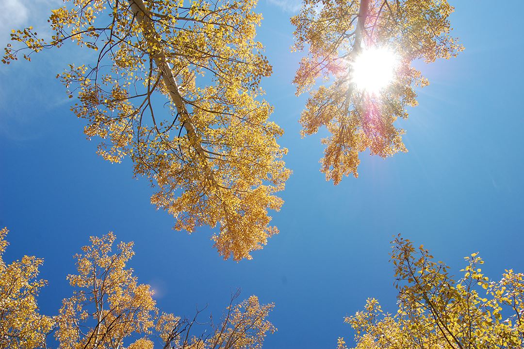 Looking Up at Yellow Leaves and Blue Sky, Sun Shining Through