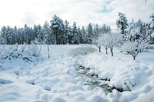 Frozen Creek and Snowy Trees and Landscape