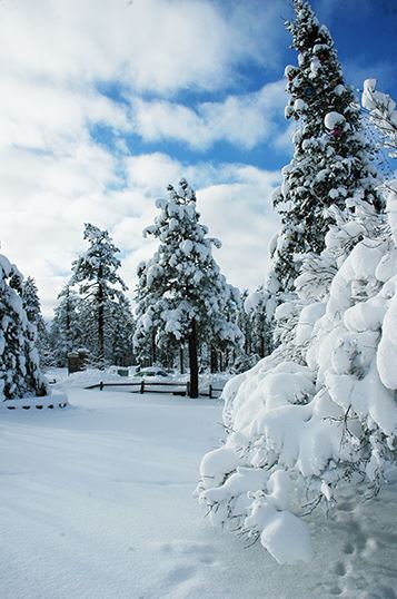 Snow-Covered Trees and Landscape