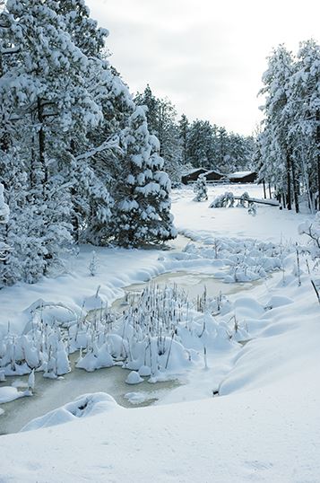 Frozen Creek and Snow-Covered Trees