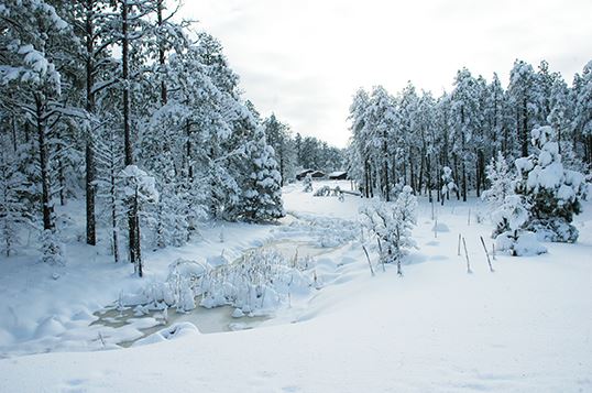Frozen Creek and Snow-Covered Trees