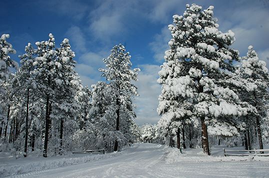 Road Flanked by Tall Snow-Covered Trees