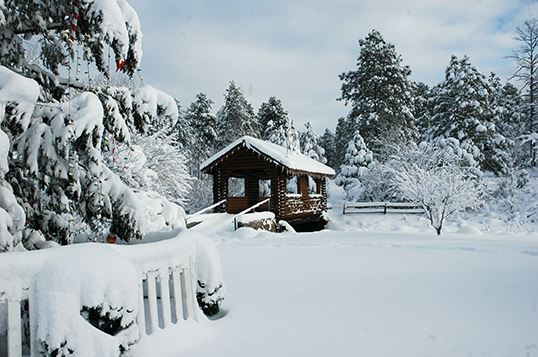 Snowy Log Tunnel Bridge and Trees
