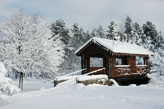 Snowy Log Tunnel Bridge Surrounded by Snowy Trees