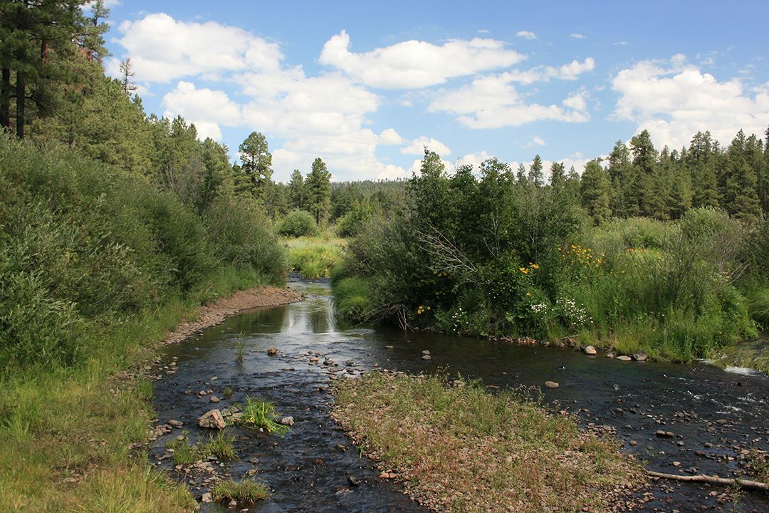 Creek Flanked by Trees Under Blue Sky