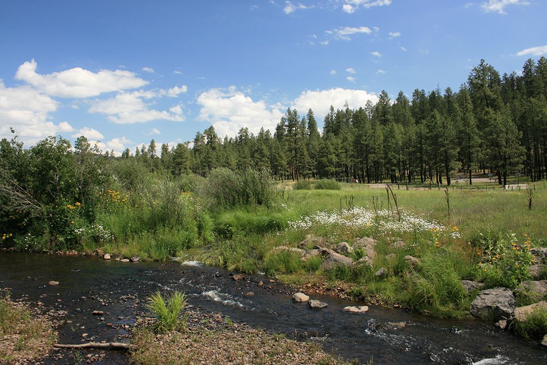 Creek with Green Brush and Trees in Background