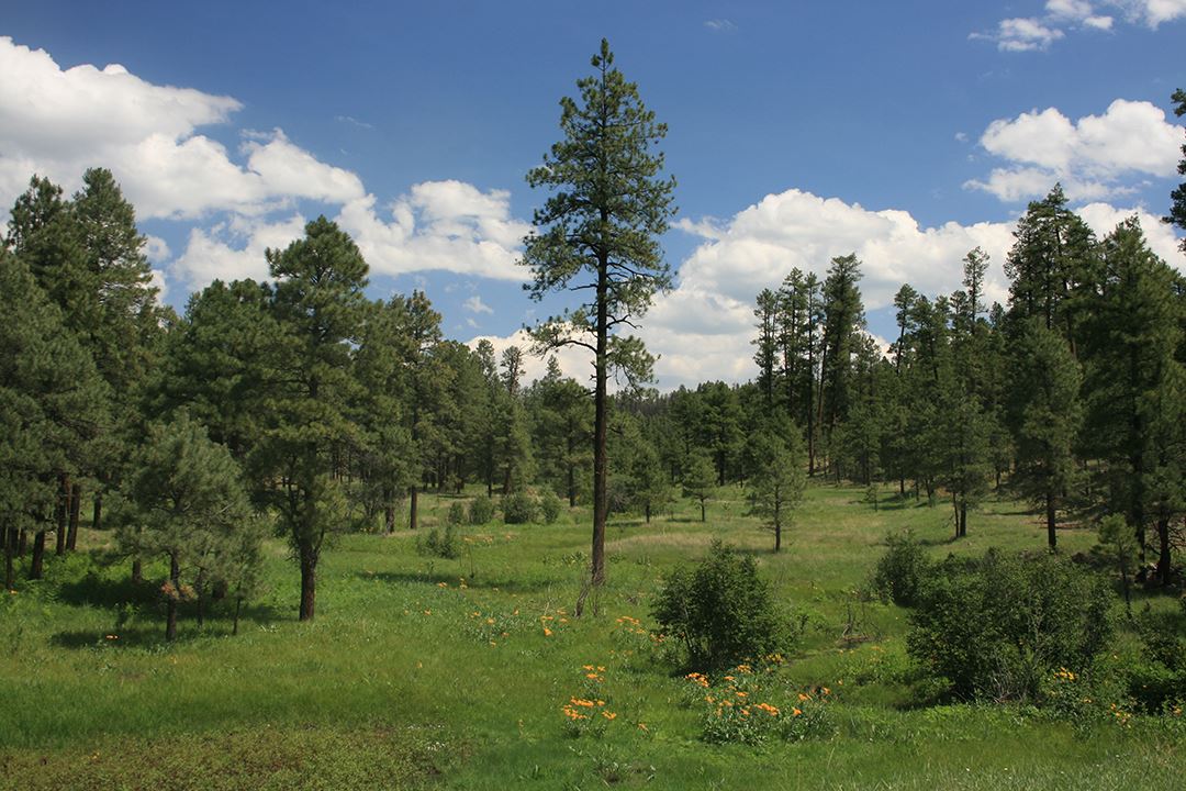 Green Meadow and Trees Under Blue Sky