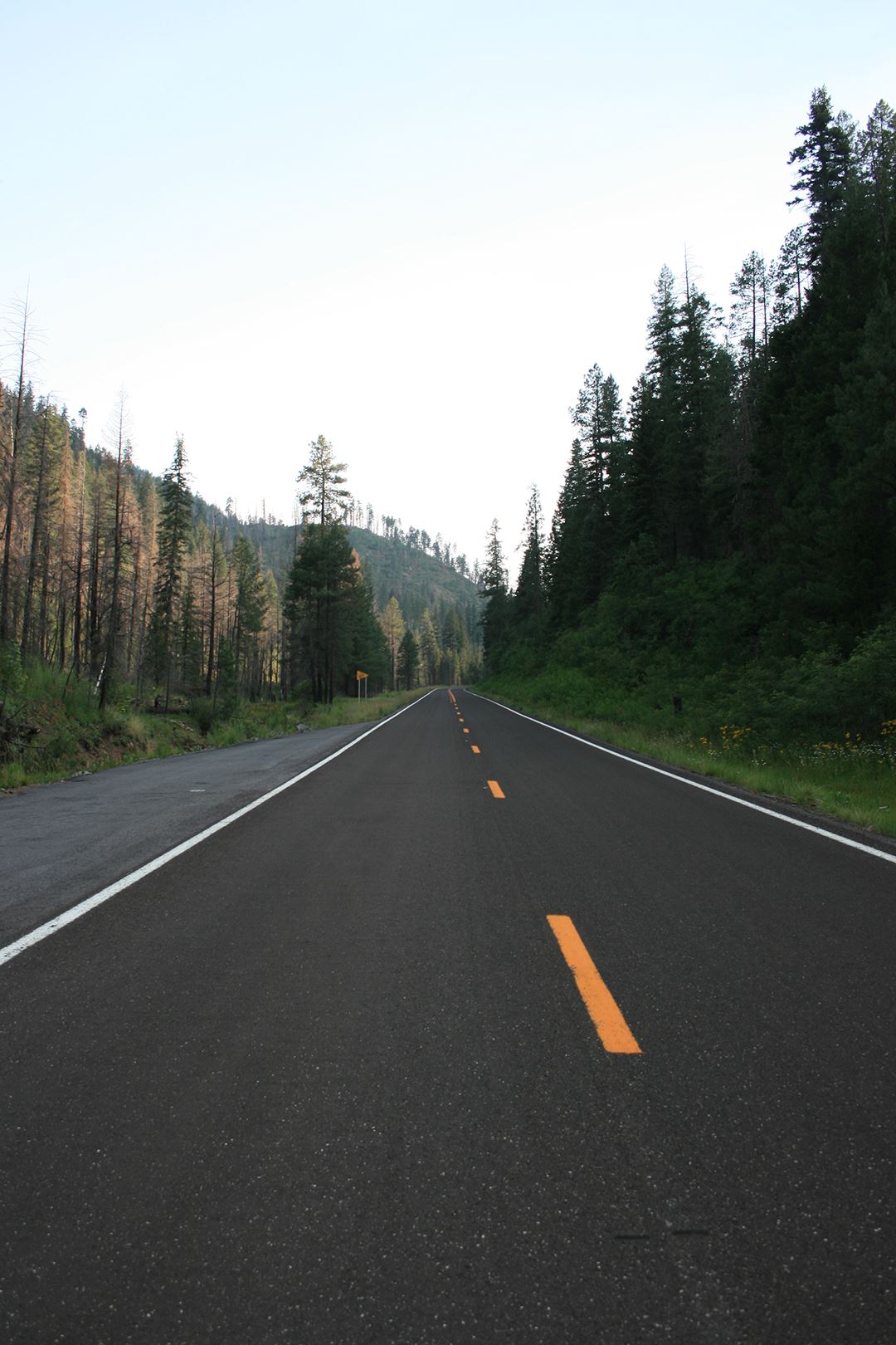 Looking Down the Highway, Tall Trees on Either Side