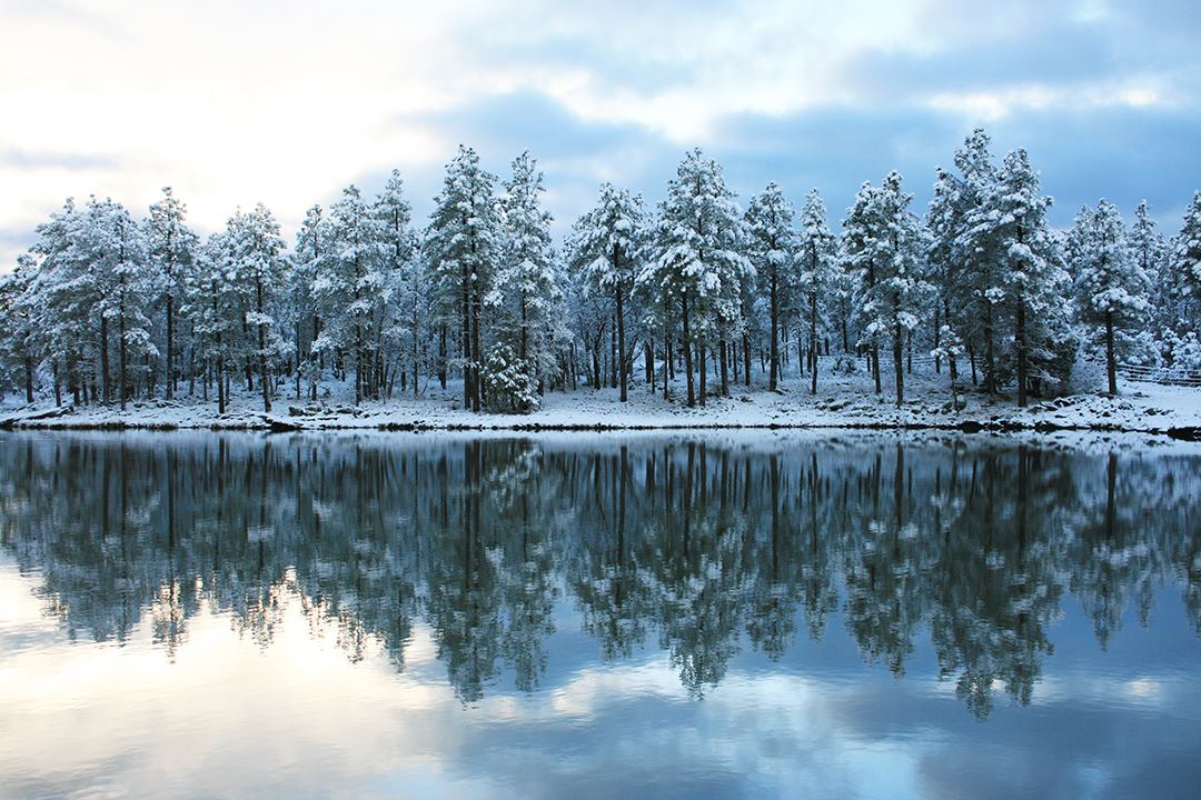 Looking Out of Screen Door at Snow-Covered Forest