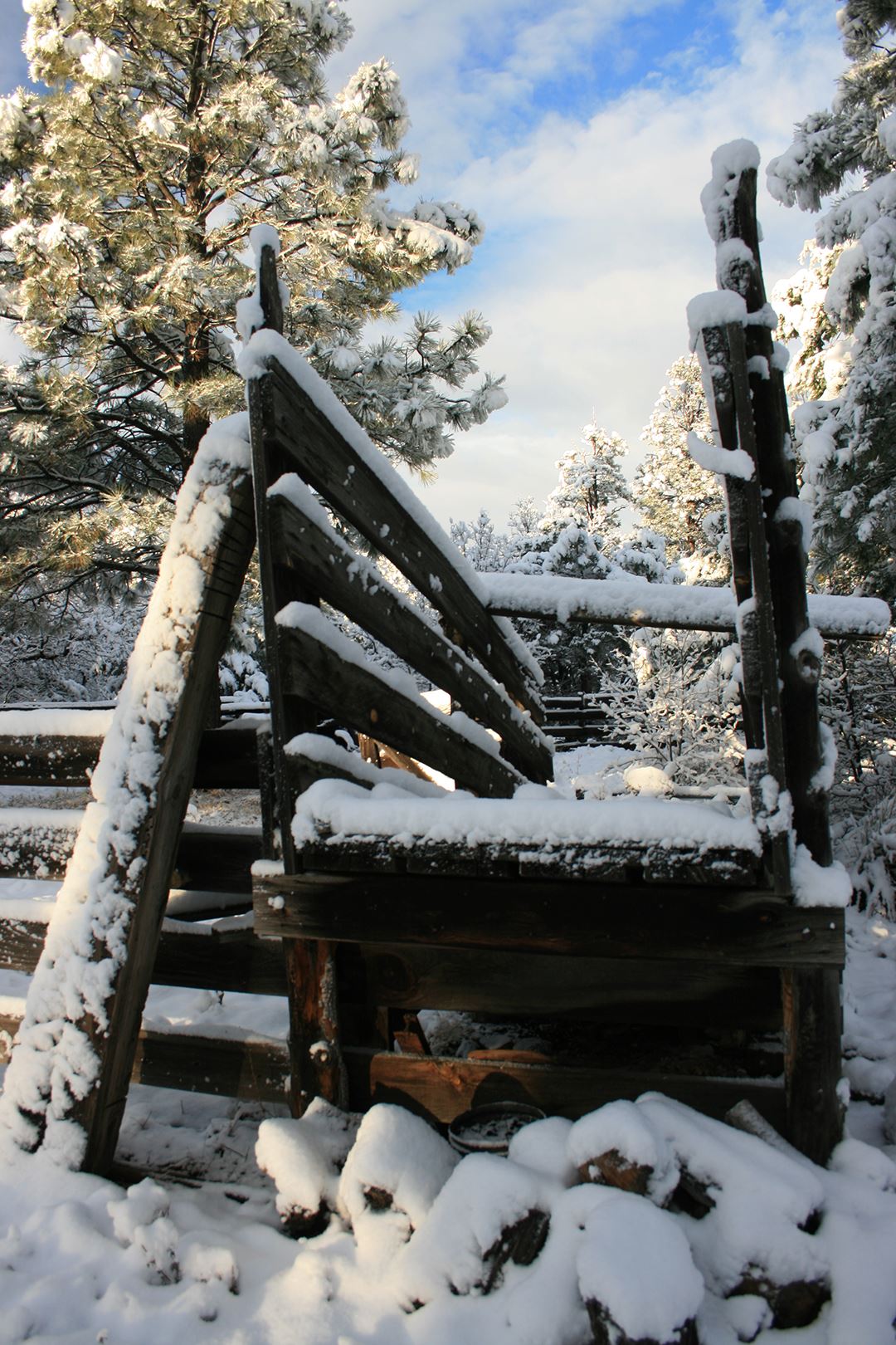 Snow-Covered Trees and White Sky Mirrored in Clear Lake