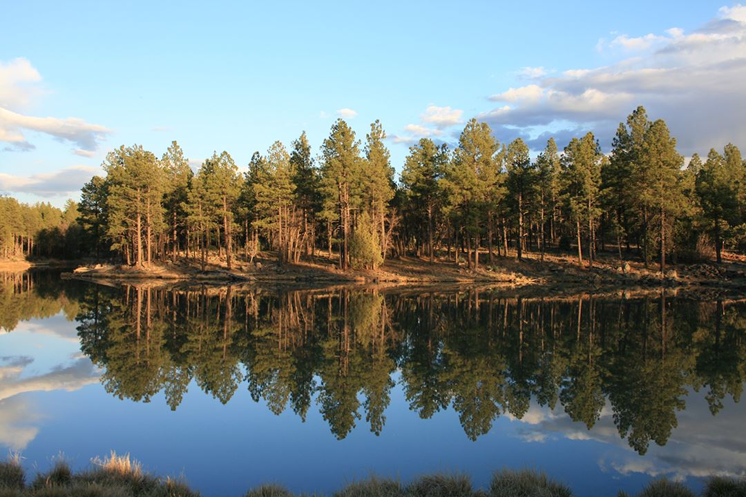 Tall Slender Trees Mirrored in Lake