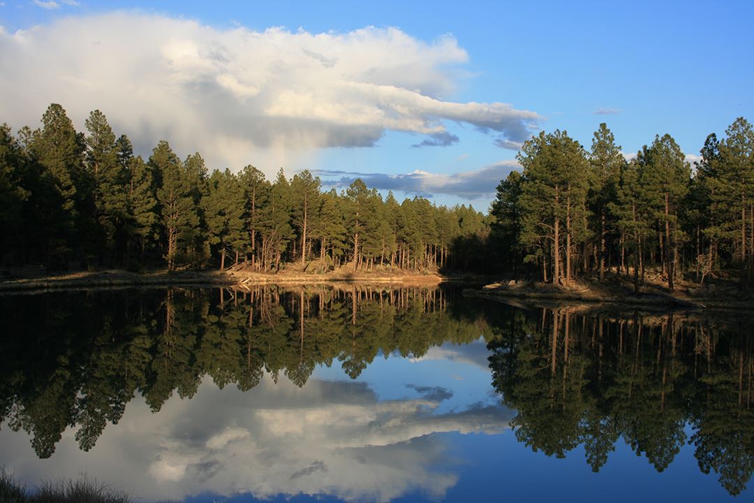 Tall Slender Trees Mirrored in Lake