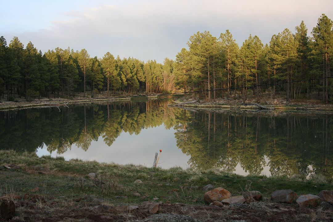 Tall Slender Trees Mirrored in Lake