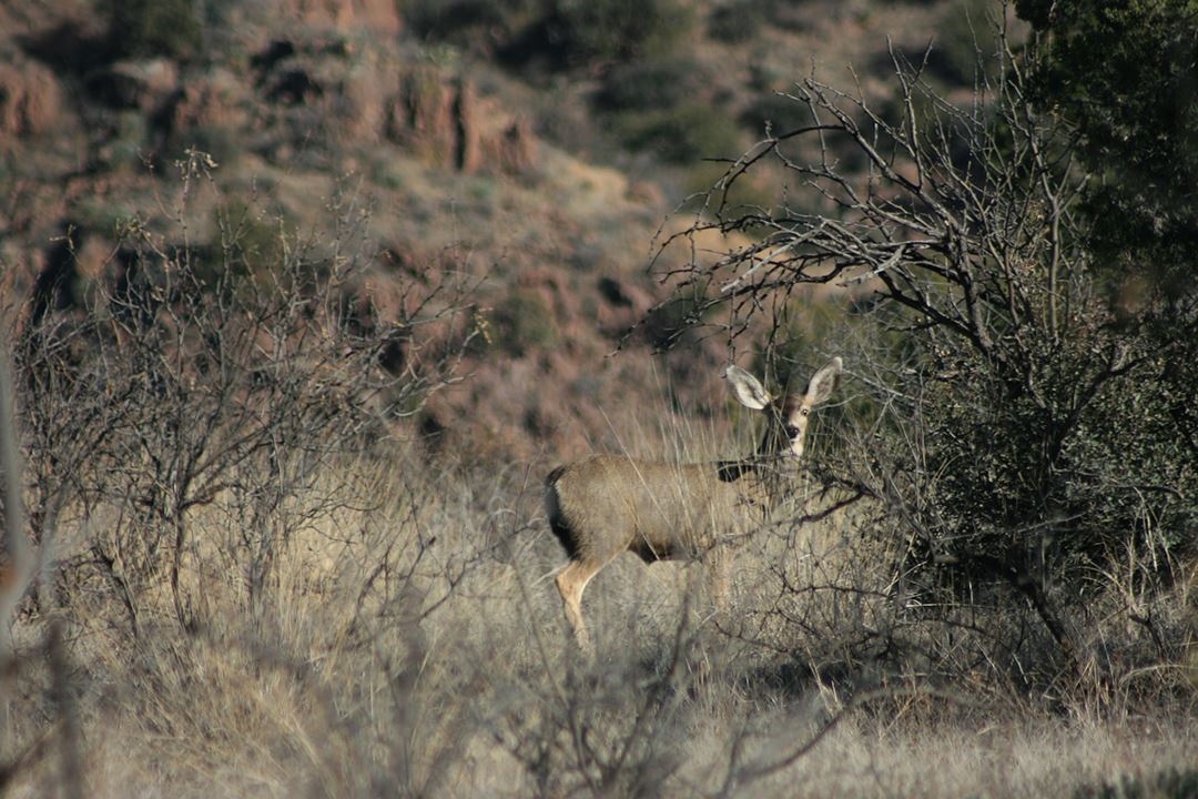 Deer Partially Concealed by Brush