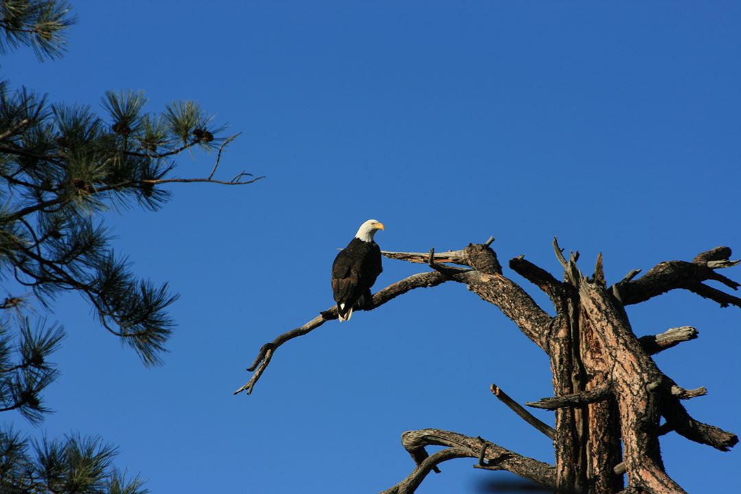 Bald Eagle Perched on Tree Branch