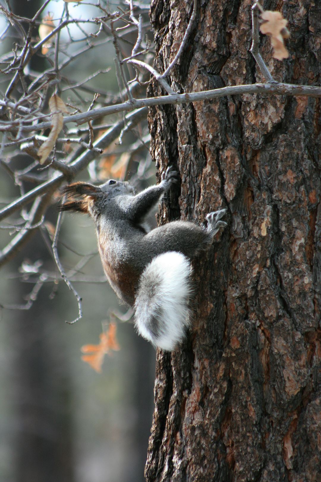 Squirrel with Tufted Ears Climbing Tree