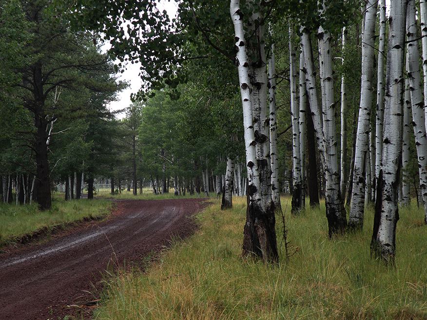 Muddy Dirt Road Flanked by Tall Trees