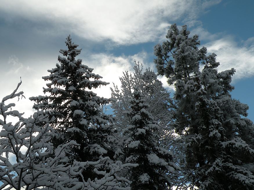 Looking Up at Tall Snowy Trees Under a Cloudy Blue Sky