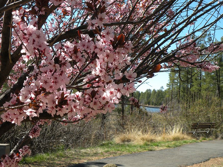 Pink Blossoms Blooming on a Tree