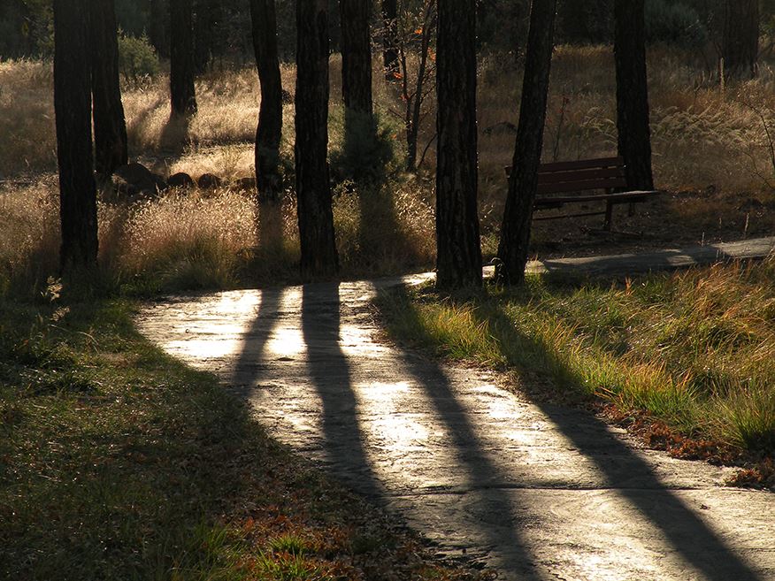 Trees Casting Evening Shadows on a Sidewalk