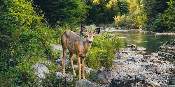 Deer Standing by Creek